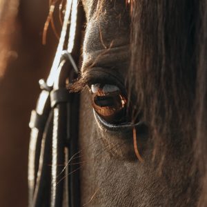 HORSESHOOTING